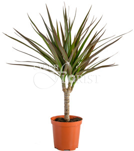 Dracaena plant in a pot